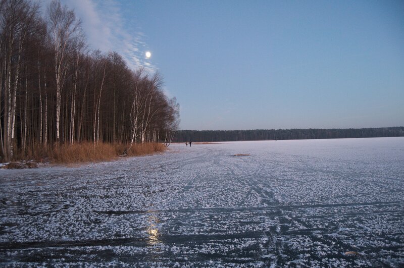 Frozen Lake with Birch Trees
