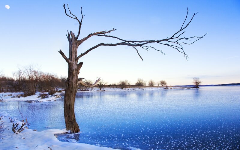 Frozen lake with dead tree