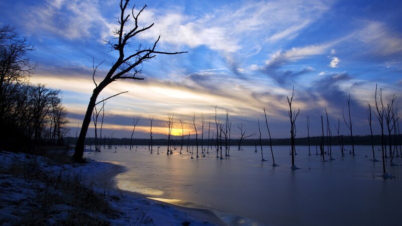 Frozen Lake with Dead Trees — Blue
