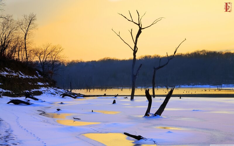 Frozen Lake with Dead Trees
