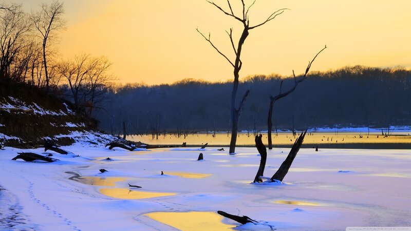 Frozen Lake with Dead Trees — Yellow