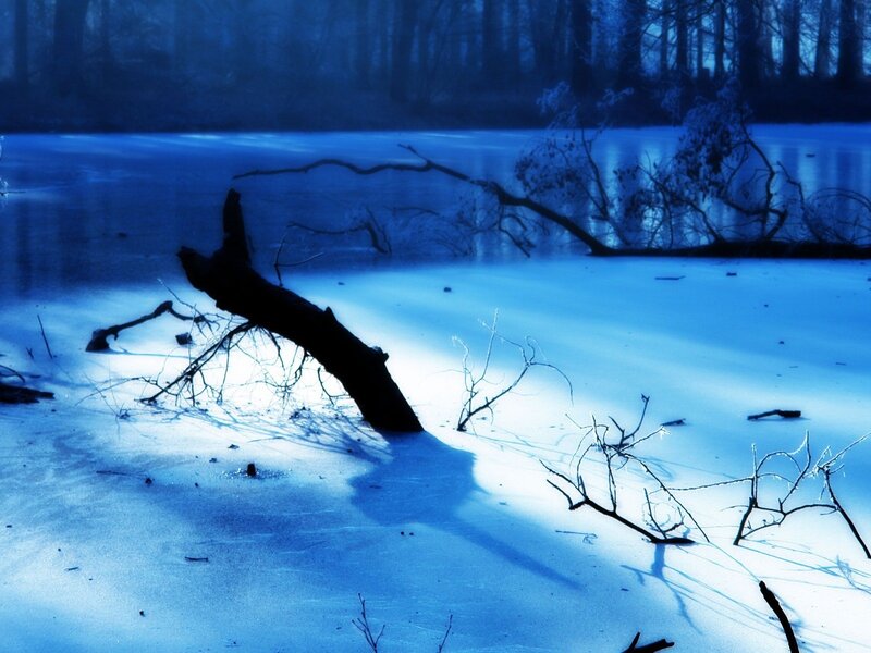 Frozen Lake with Driftwood — Blue, Cold, Winter, Photograph, Snow, Trees, Ice, White