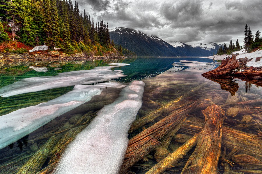 Frozen lake with driftwood