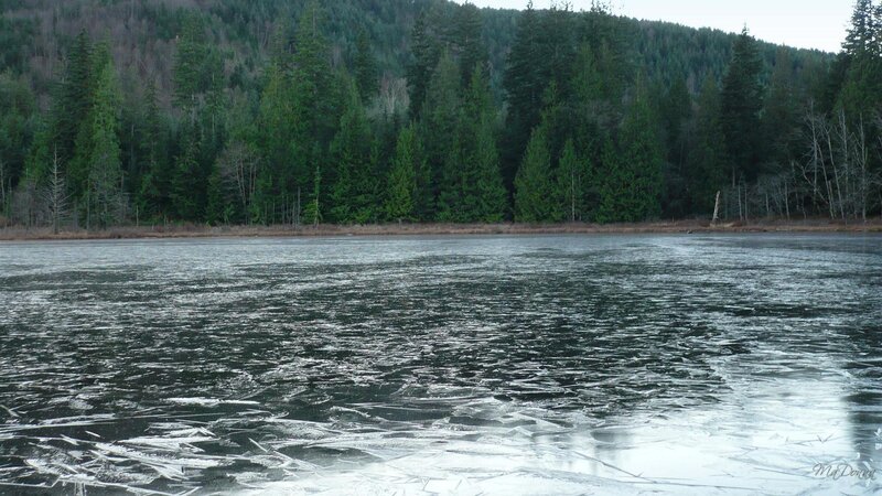 frozen lake with forest backdrop