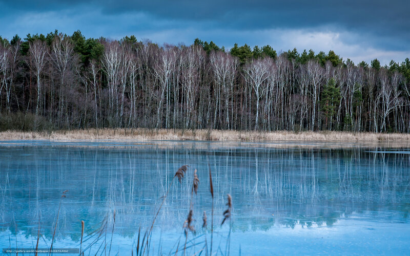 Frozen lake with forest reflection