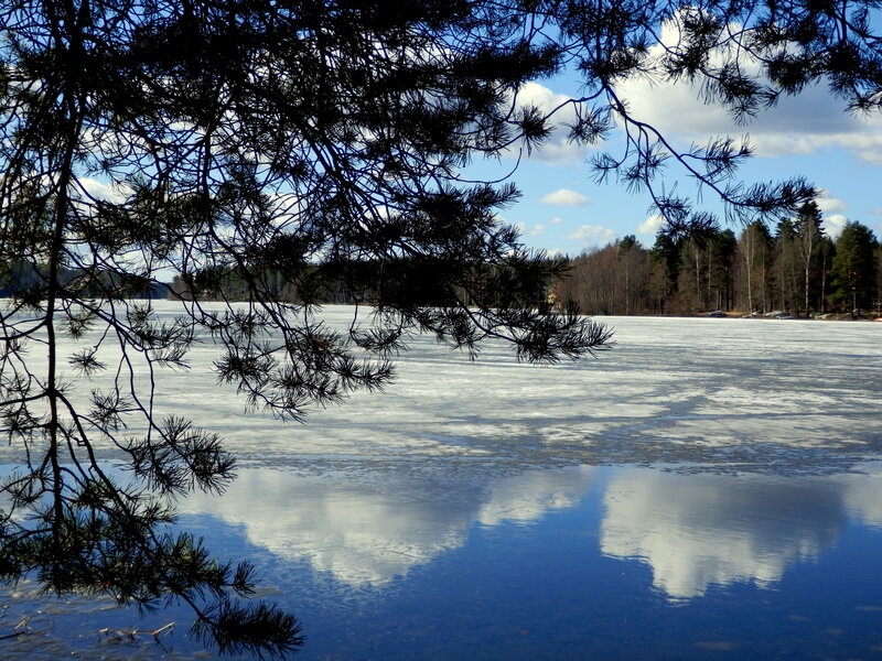 Frozen Lake with Pine Branches