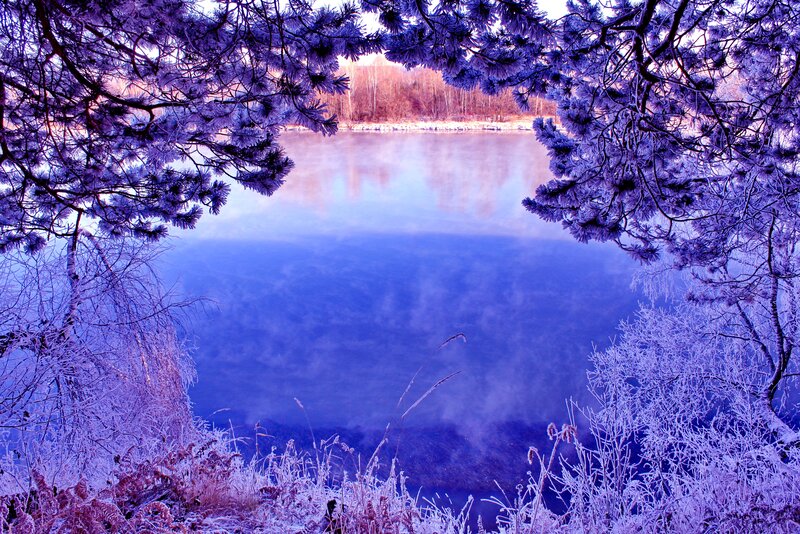Frozen Lake with Pine Trees — Blue