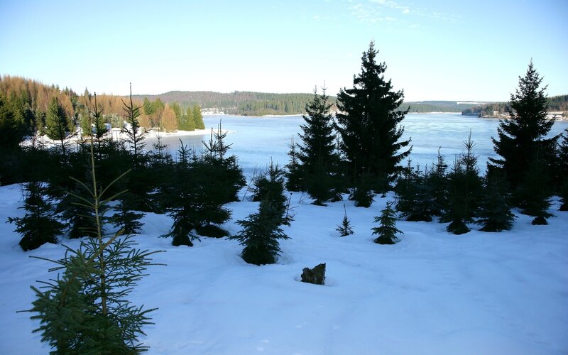 Frozen Lake with Pine Trees