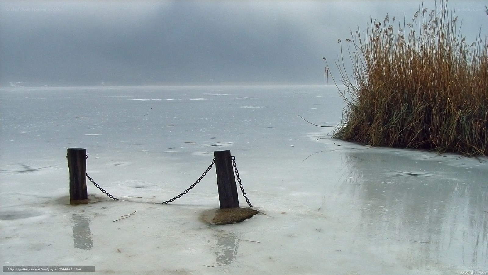 Frozen lake with reeds