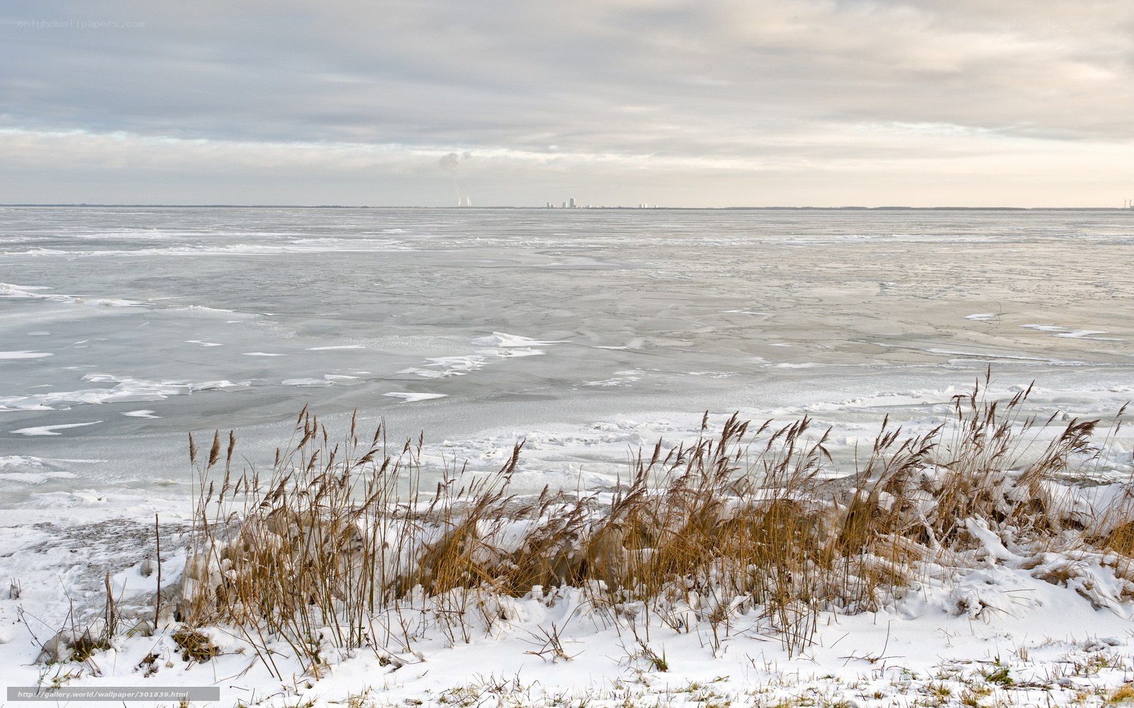 Frozen lake with reeds