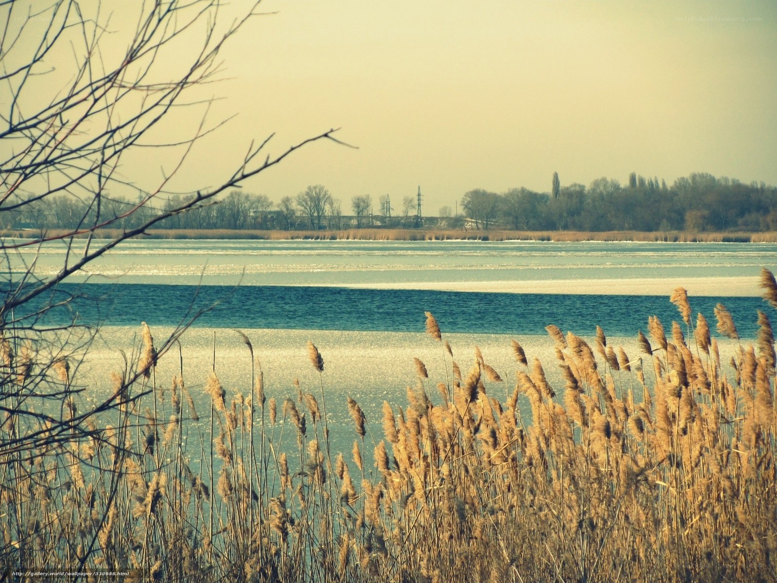 Frozen lake with reeds