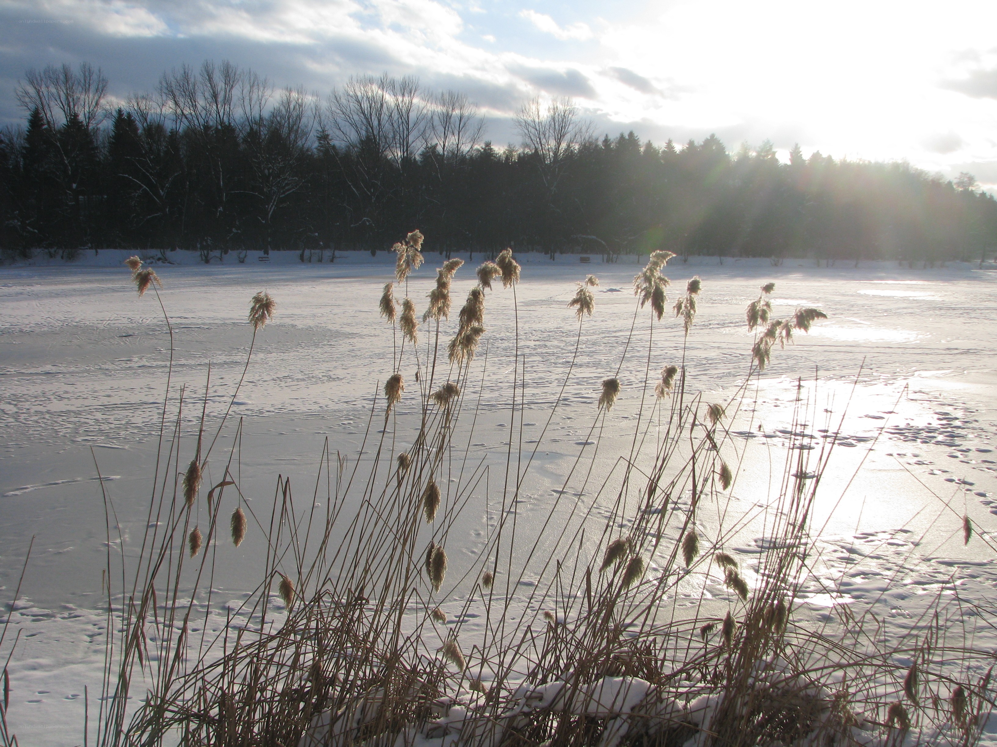 Frozen lake with reeds