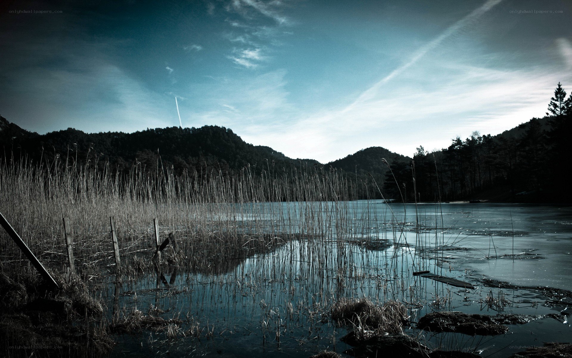 frozen lake with reeds