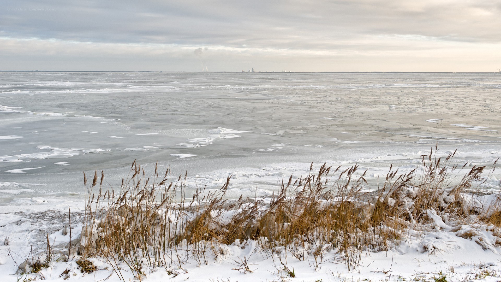 Frozen lake with reeds