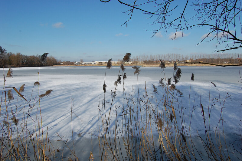 Frozen Lake with Reeds — Blue, Serene
