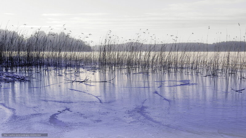 Frozen Lake with Reeds — Blue, Serene, Winter