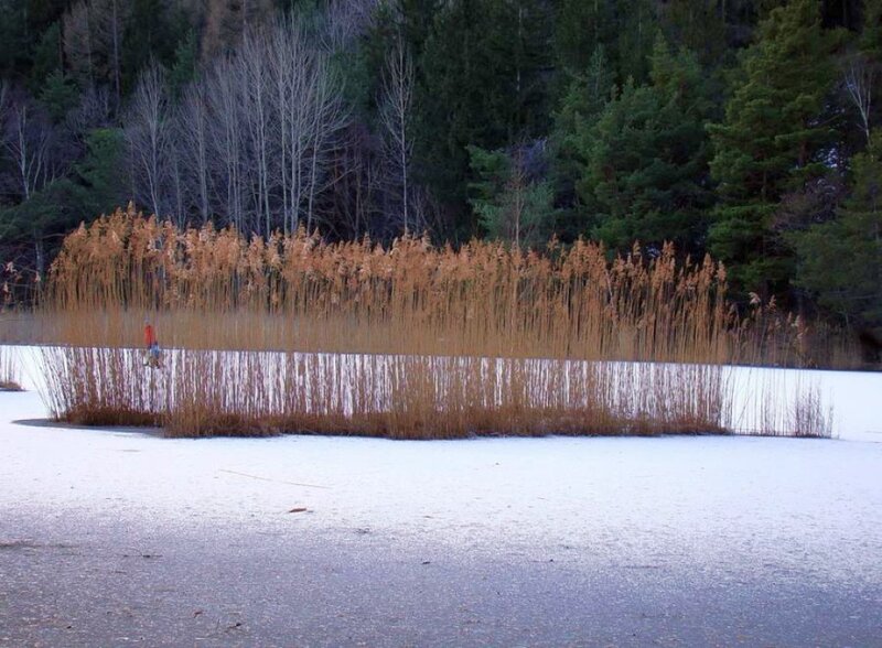 Frozen Lake with Reeds — White, Calm
