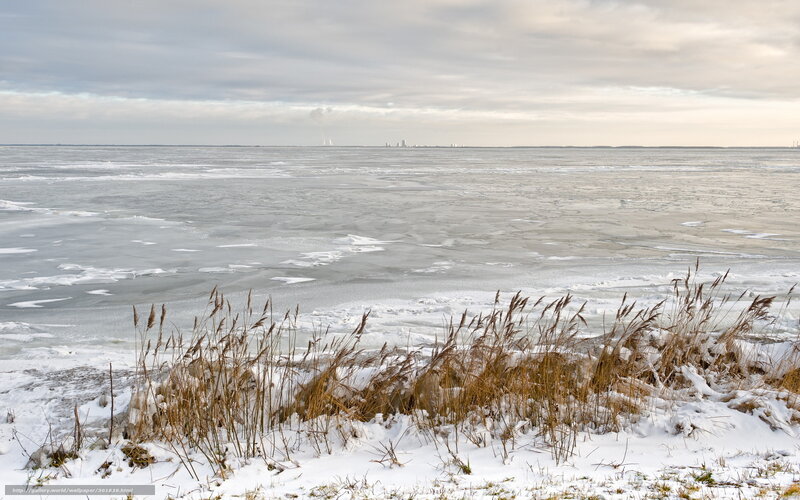 Frozen Lake with Reeds — White, Cold