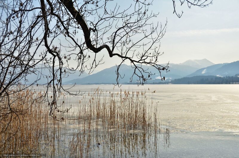 Frozen Lake with Reeds — White, Serene