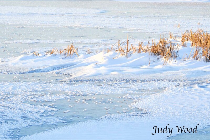 Frozen Lake with Reeds — White