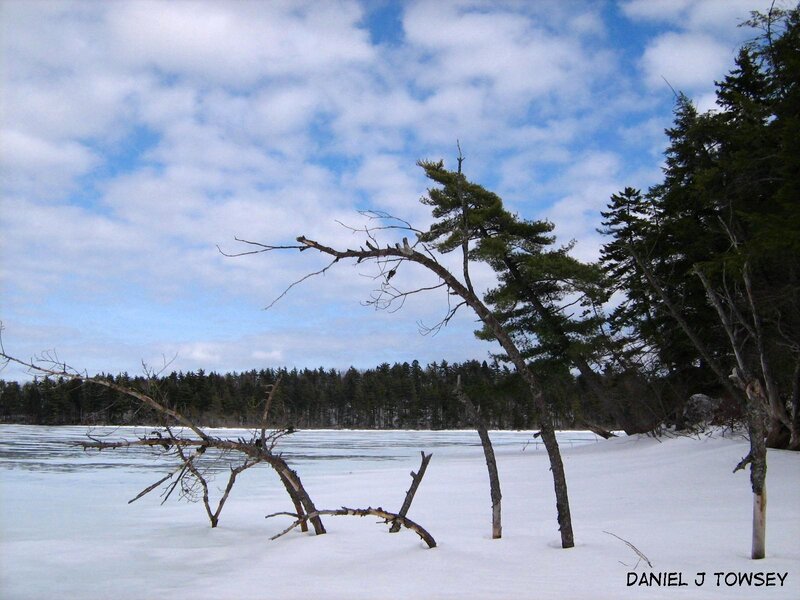 Frozen lake with snow and trees