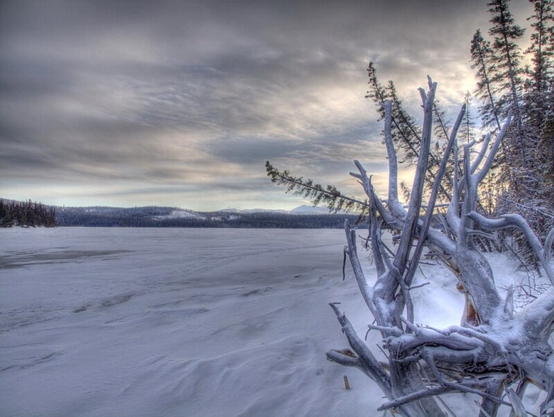 frozen lake with snow-covered branches