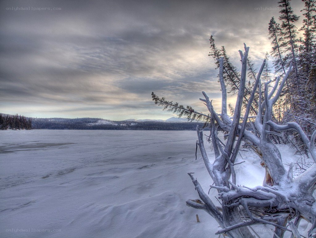 frozen lake with snow-covered branches