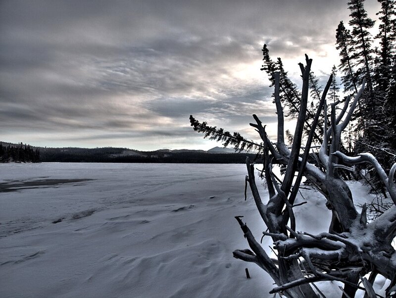 Frozen lake with snow-covered branches