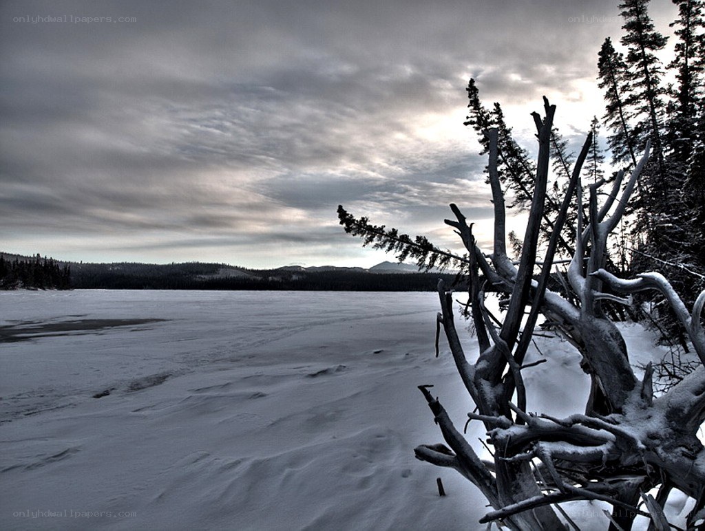 Frozen lake with snow-covered branches