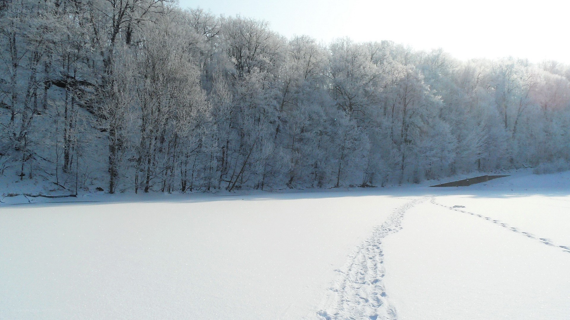 frozen lake with snow-covered trees