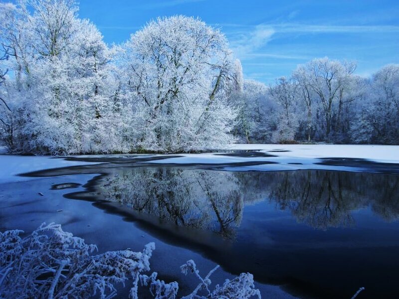 frozen lake with snow-covered trees