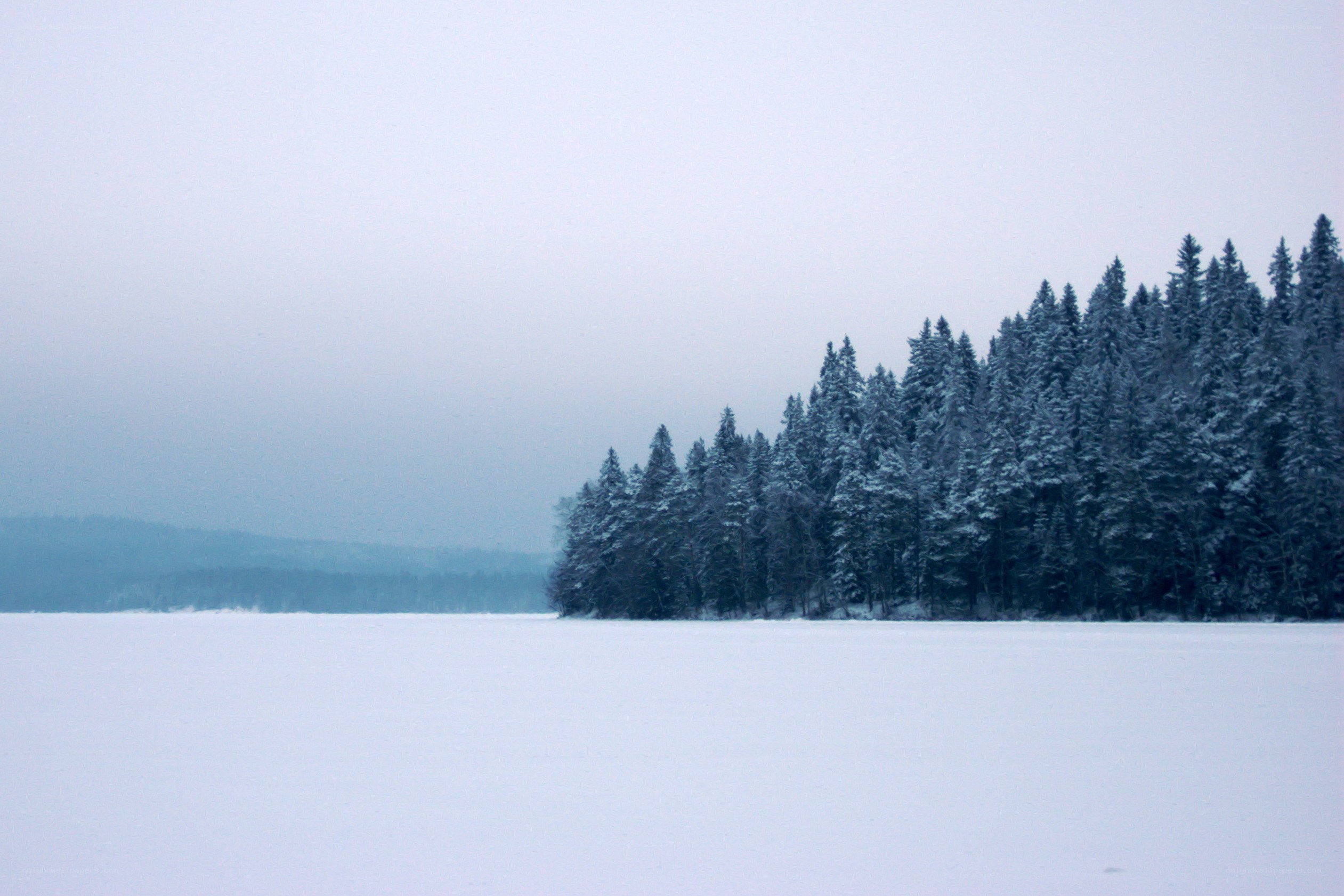 frozen lake with snowy forest