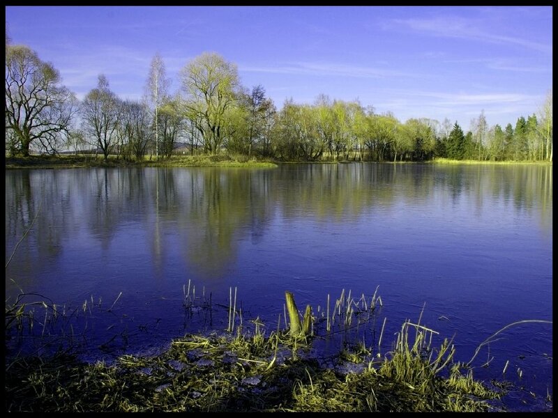 Frozen Lake with Trees — Blue, Serene