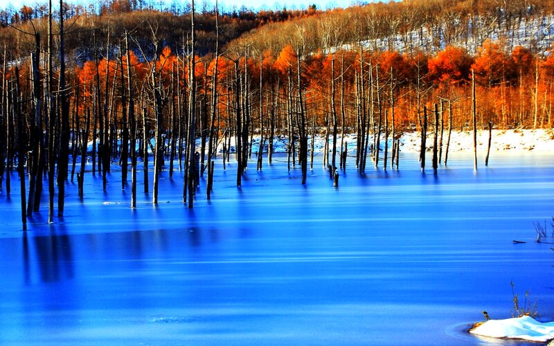 Frozen Lake with Trees — Blue, Serene, Winter, Photograph