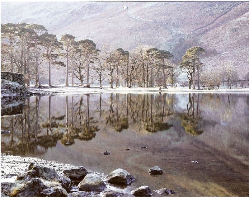 Frozen Lake with Trees — Brown