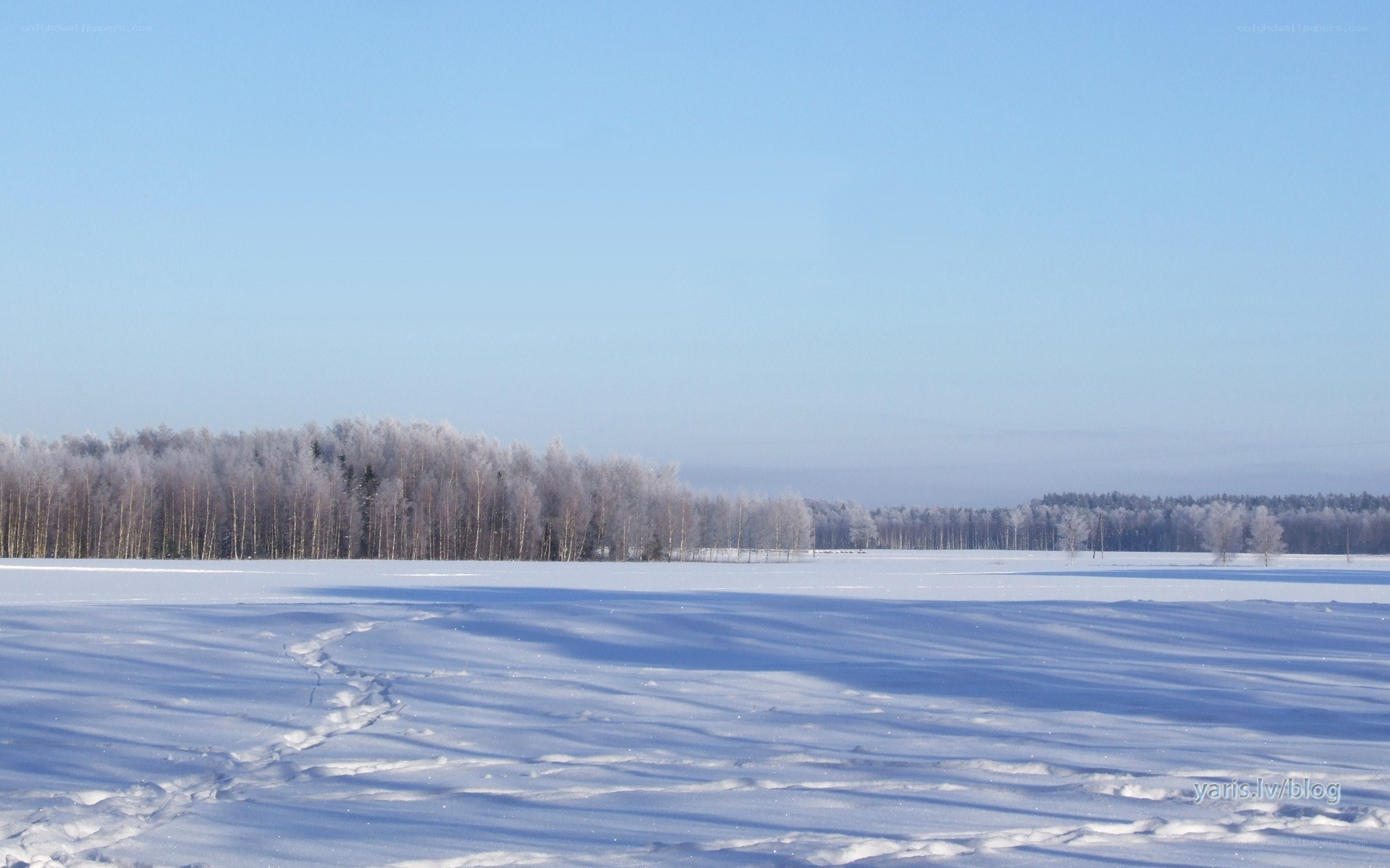 frozen landscape with snow and trees
