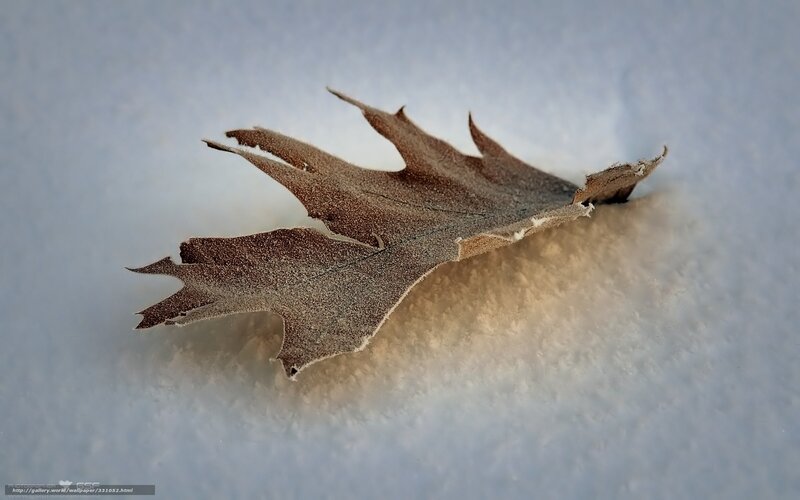 frozen leaf in snow
