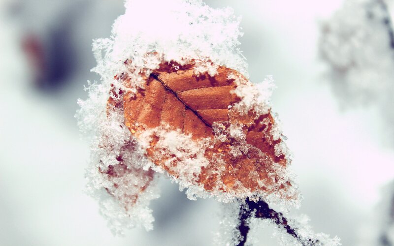 frozen leaf in winter