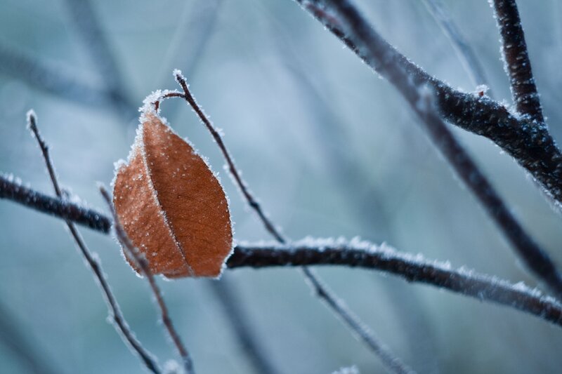 frozen leaf on a branch