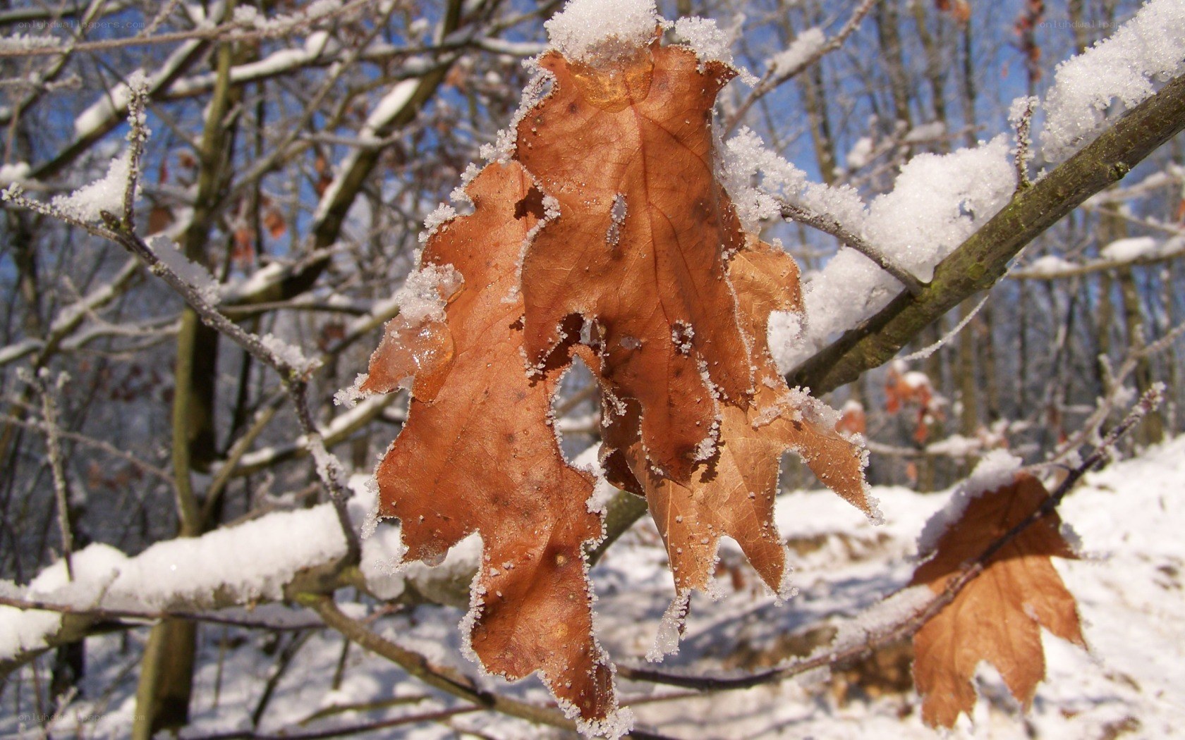 frozen leaf on a snowy branch