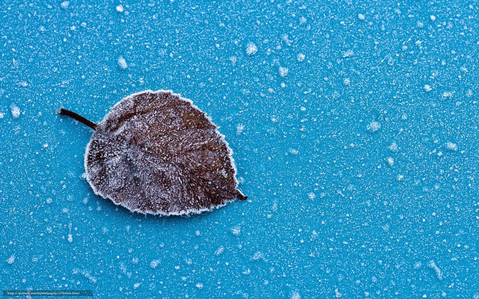 frozen leaf on blue surface
