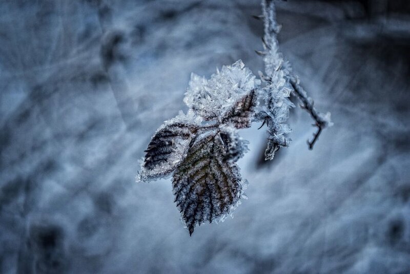 Frozen Leaf on Branch — Blue
