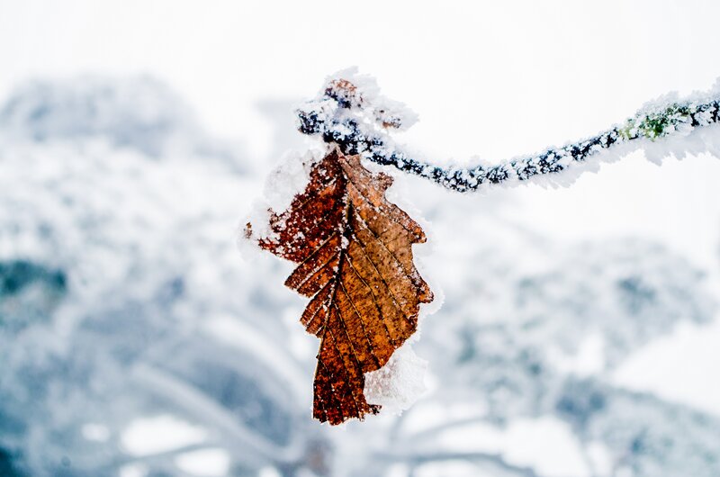 Frozen Leaf on Branch — Brown, Cold