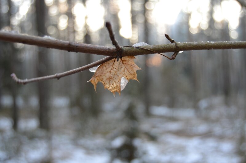 Frozen Leaf on Branch — Brown