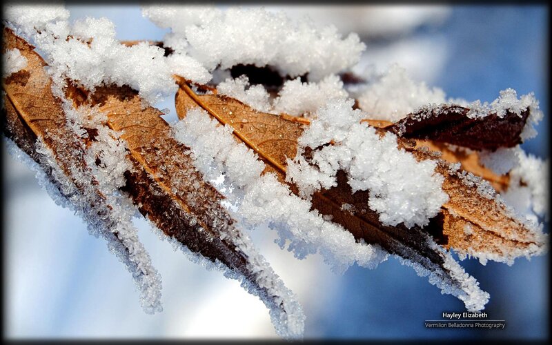 Frozen Leaf on Branch