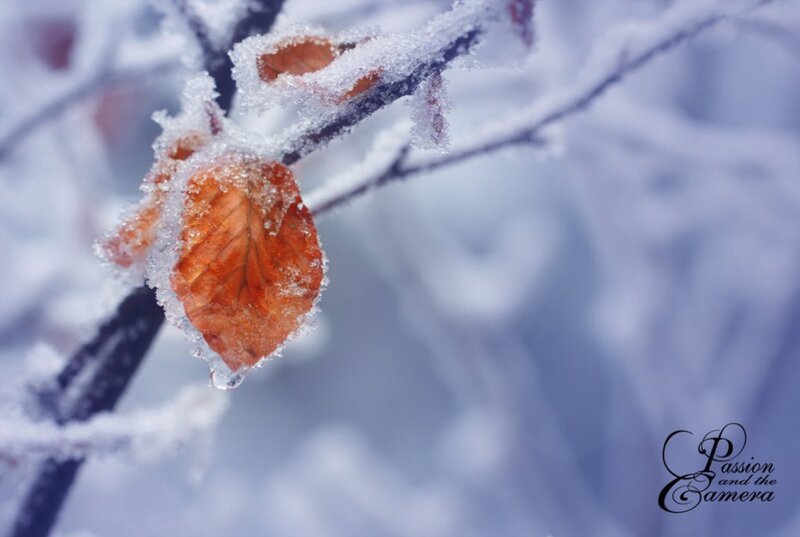 Frozen Leaf on Branch — White
