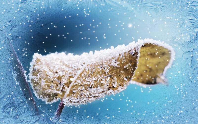 Frozen Leaf on Glass