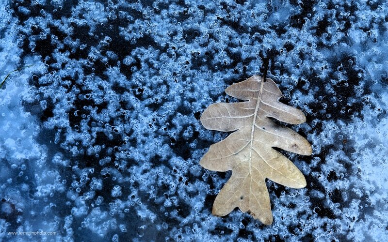 frozen leaf on ice