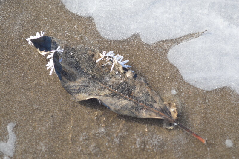 Frozen Leaf on Sand