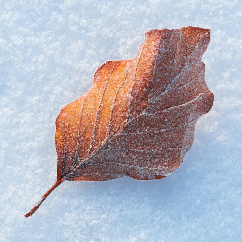 Frozen Leaf on Snow — Brown